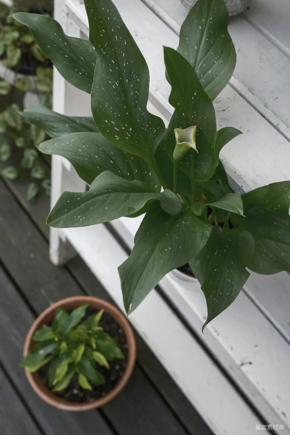 高清摄影  盆栽植物放在长凳上。