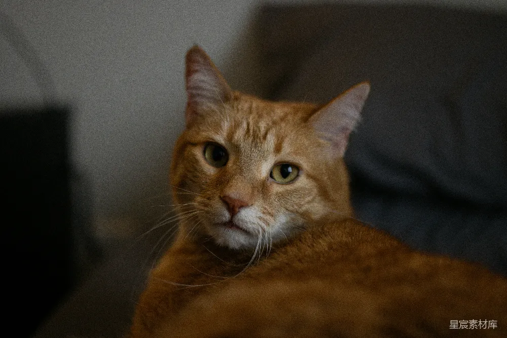 高清摄影  一只橘色虎斑猫躺在沙发上。