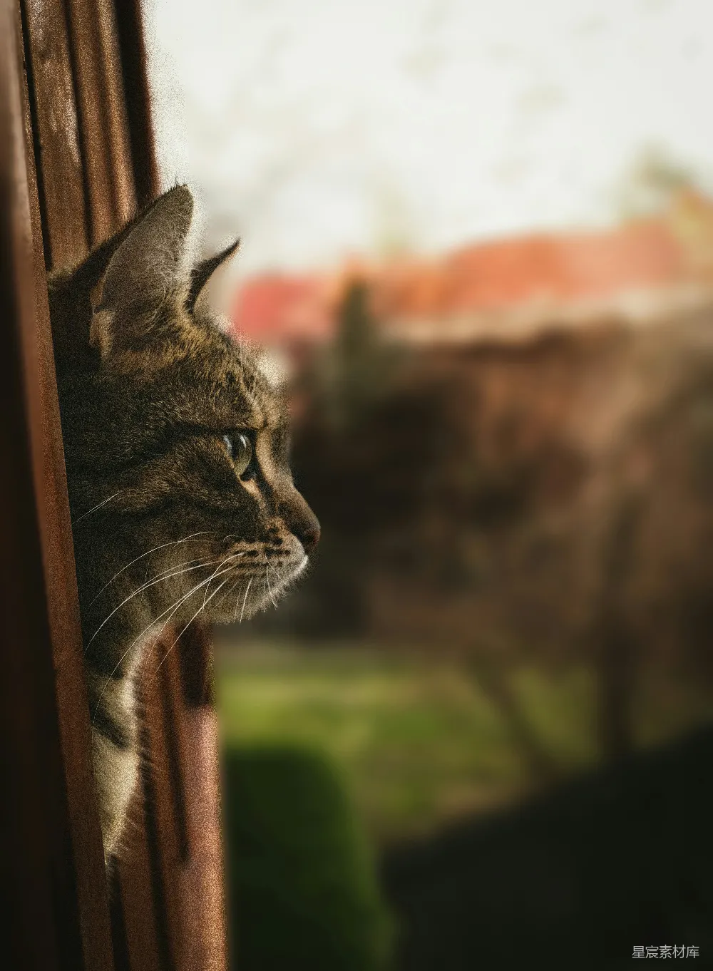 高清摄影  一只虎斑猫正透过窗户向外看。
