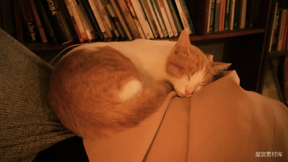 高清摄影  一只橙白相间的猫趴在人的膝盖上睡觉。