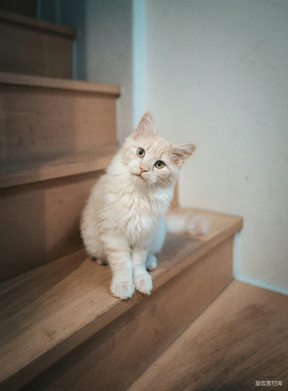 高清摄影  一只毛茸茸的奶油色小猫坐在木制楼梯上。