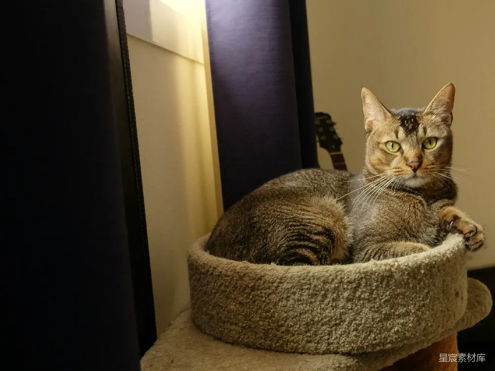 高清摄影  一只虎斑猫蜷缩在蓬松的猫床上休息。