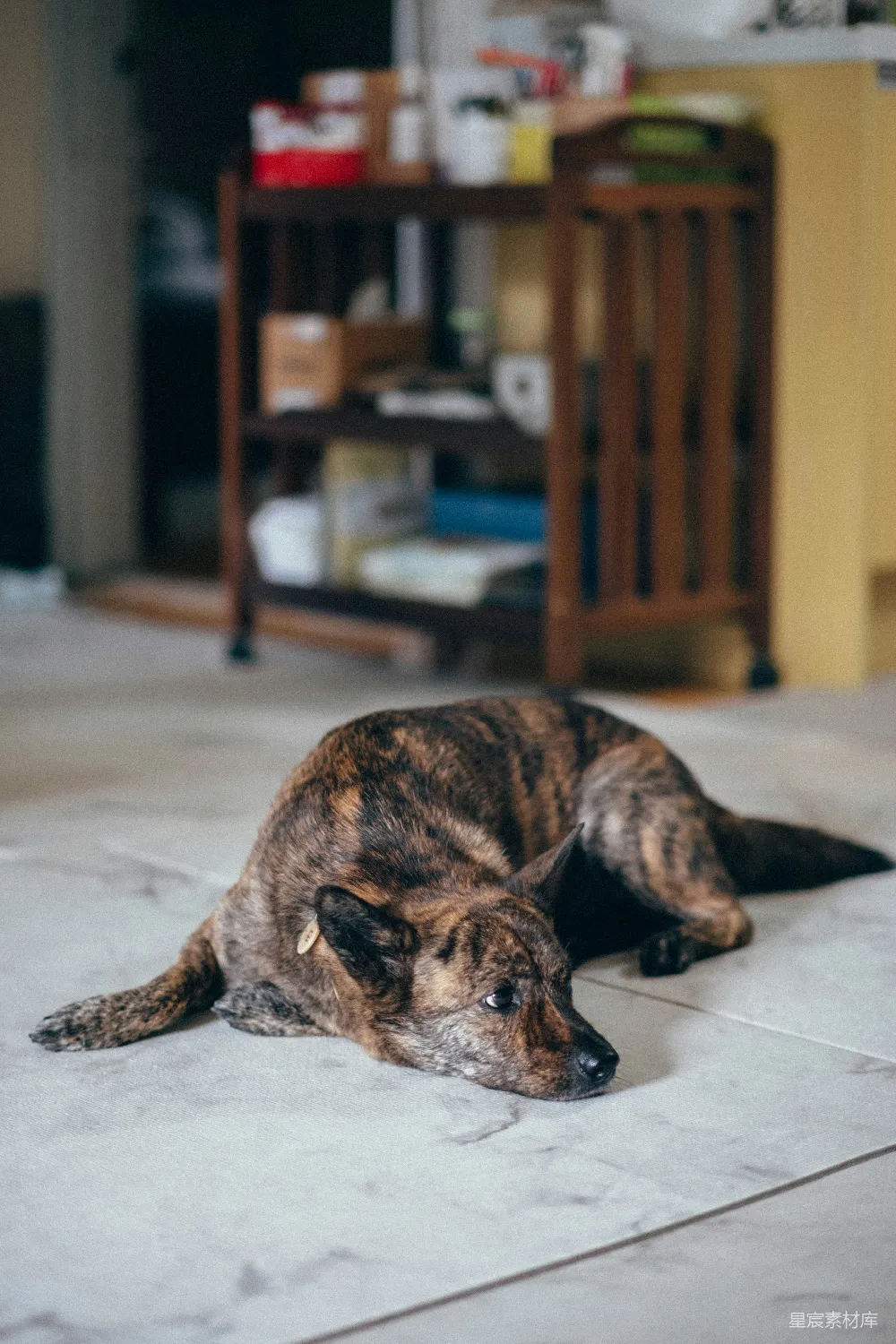 高清摄影  一只虎斑犬躺在铺有瓷砖的地面上。