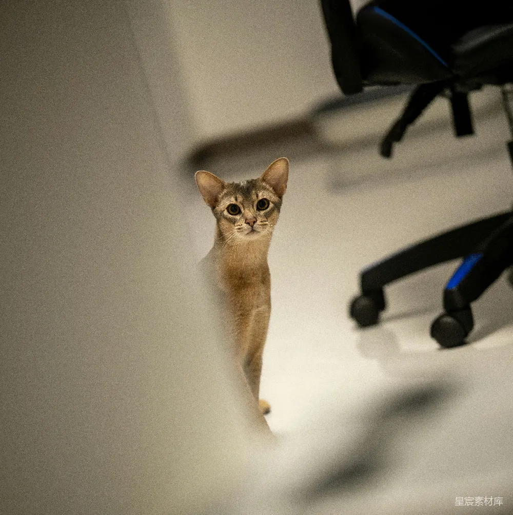 高清摄影  一只好奇的亚比西尼亚猫从白色表面后探头。