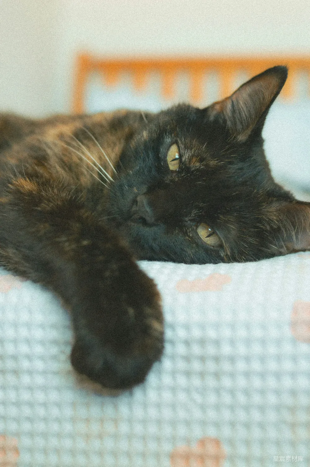 高清摄影  一只暗色的玳瑁猫躺在图案床单上。