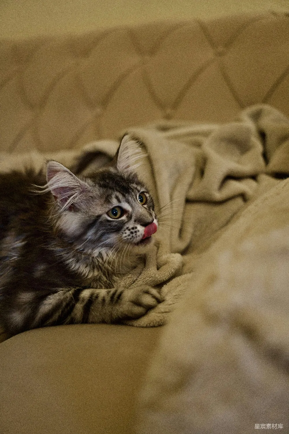 高清摄影  一只毛茸茸的虎斑猫正趴在米色沙发上舔着鼻子。