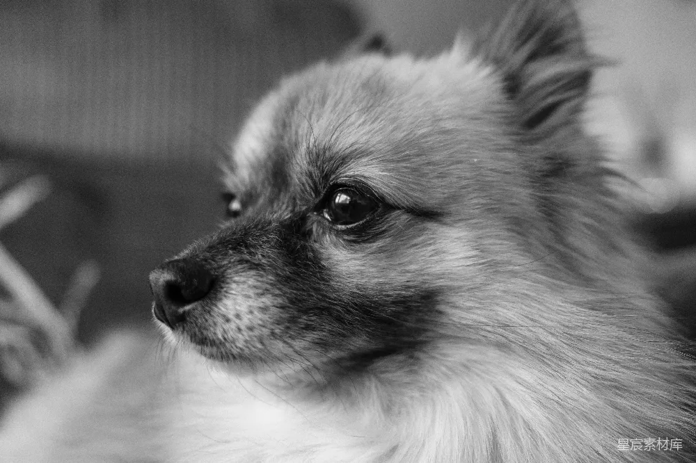 高清摄影  一只蓬松的博美犬在近距离侧面特写。