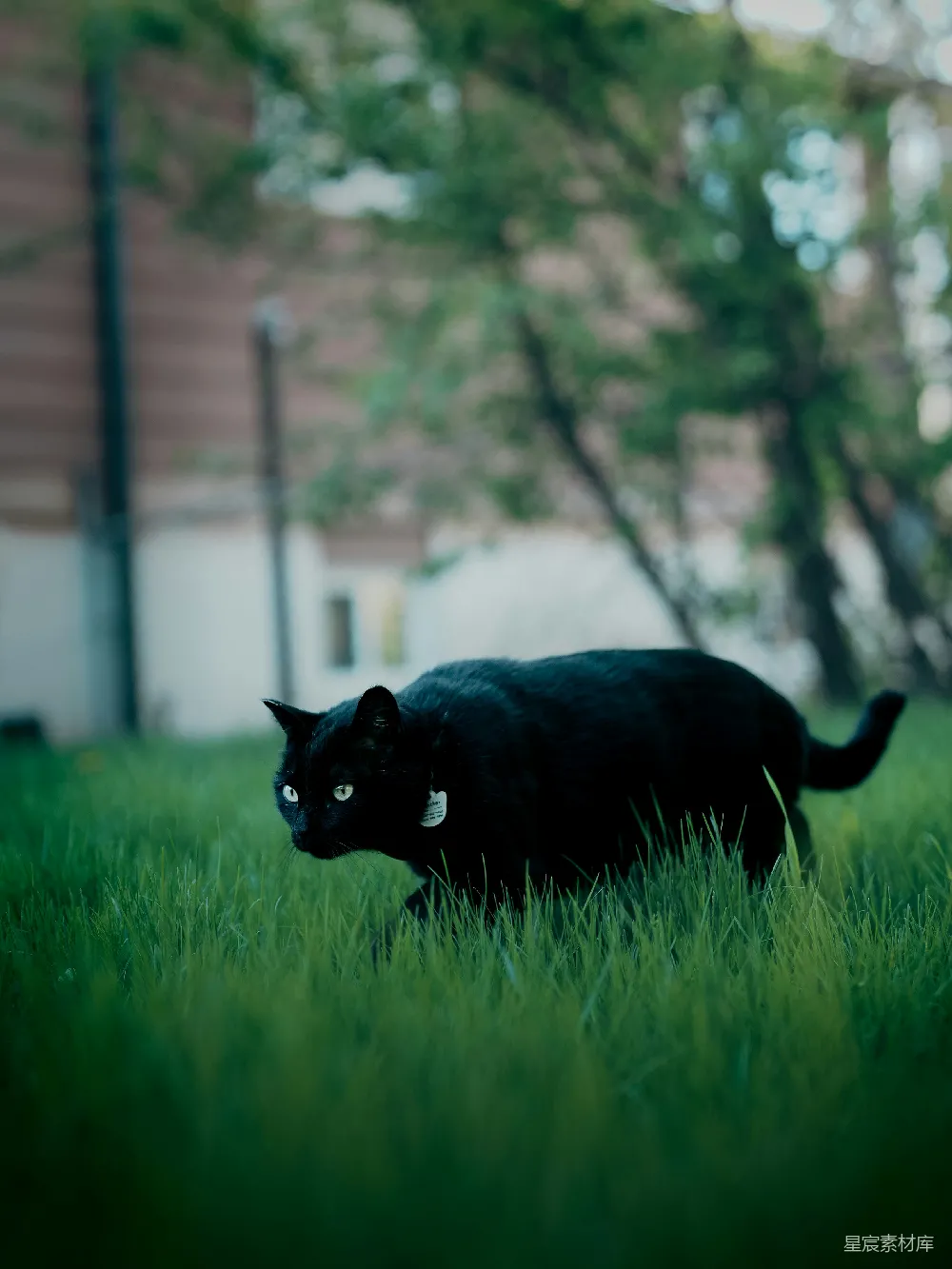 高清摄影  一只眼睛明亮的黑猫在绿草地上行走。