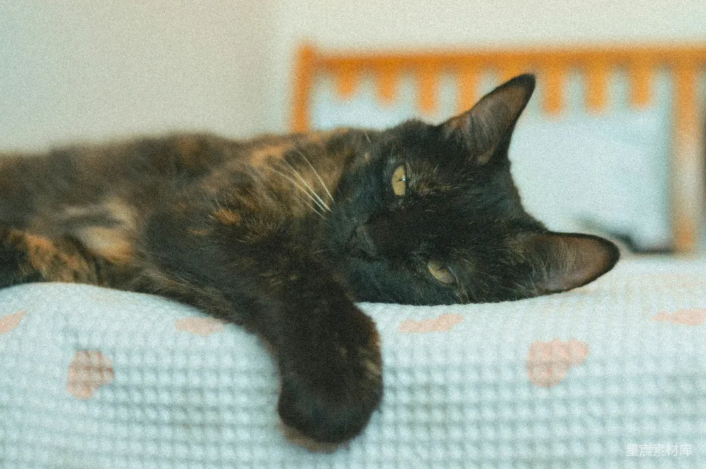 高清摄影  一只玳瑁猫正躺在有图案的毯子上休息。