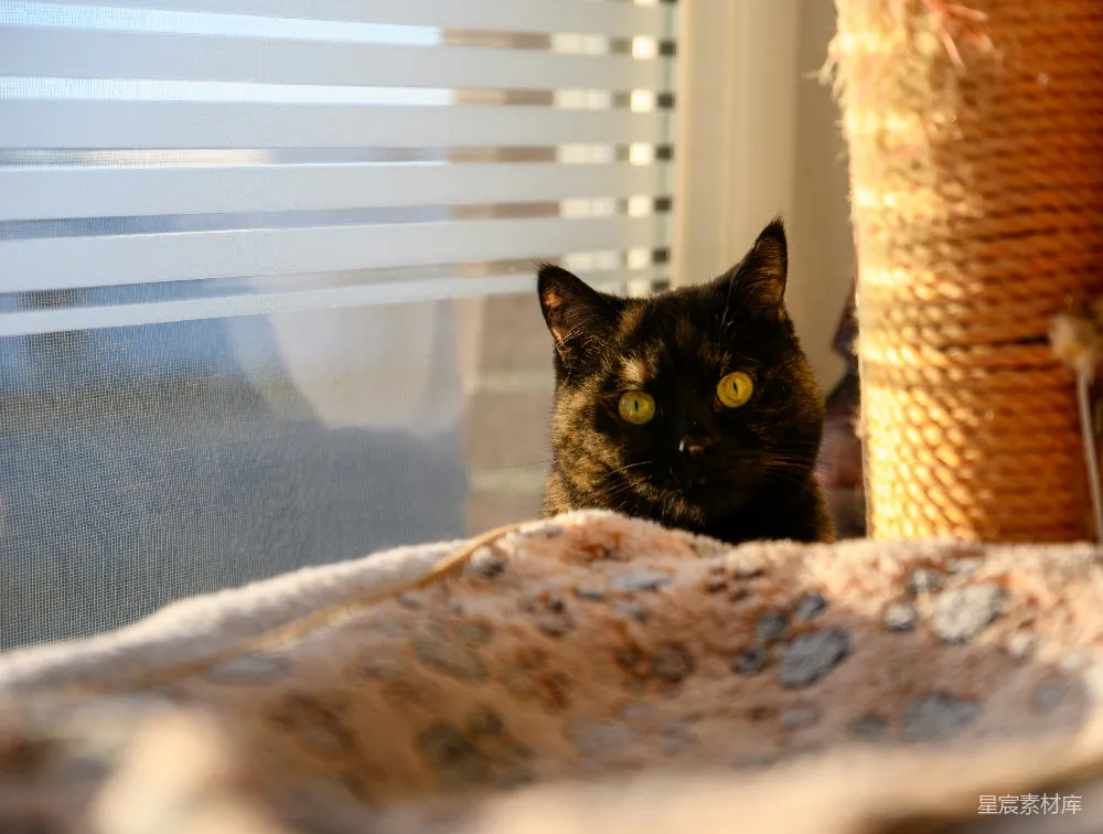 高清摄影  一只玳瑁猫从毯子后面探出头来。