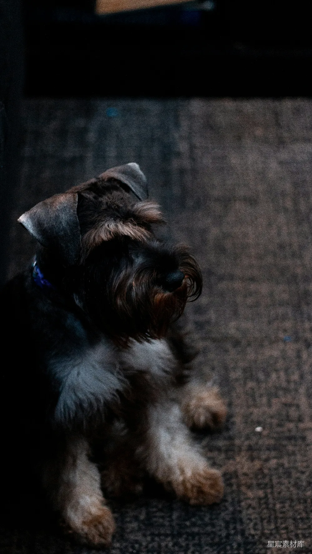 高清摄影  一只迷你型贵宾犬躺在地毯上。
