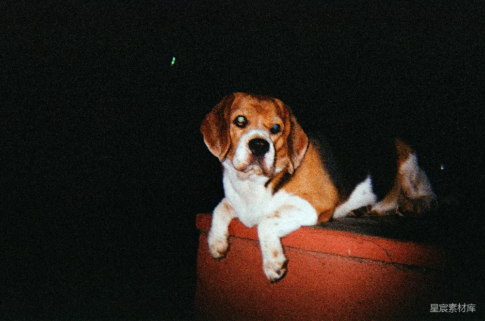 高清摄影  一只比格犬夜晚躺在红色的表面上。