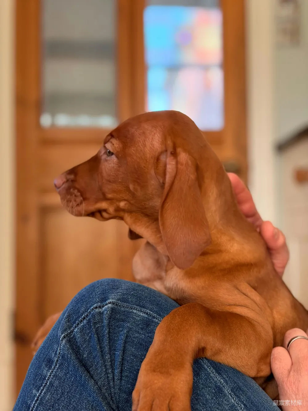 高清摄影  一只可爱的 vizsla 小狗趴在一个人的腿上休息。