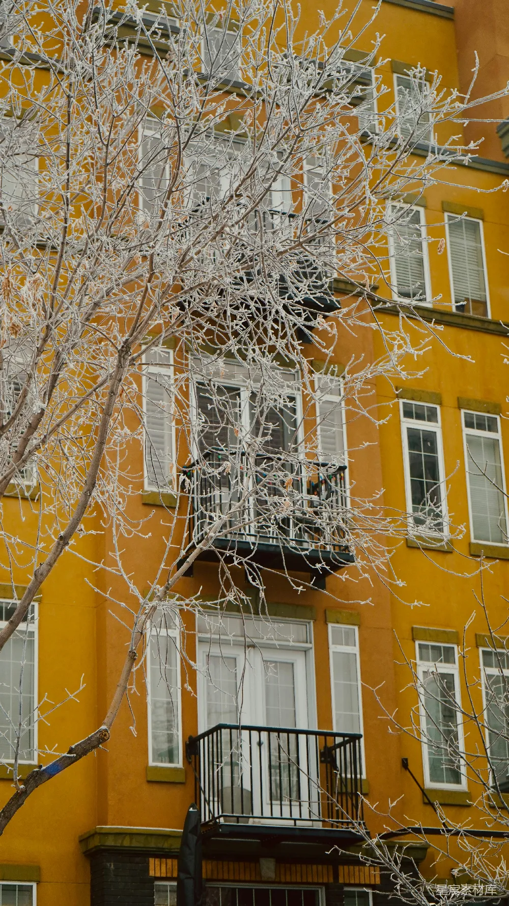 高清摄影  雪覆的树枝在黄色建筑前。