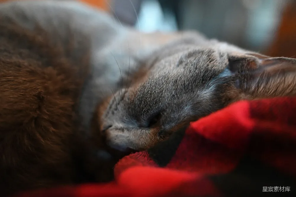 高清摄影  一只灰色的猫在红色的毯子上睡觉。