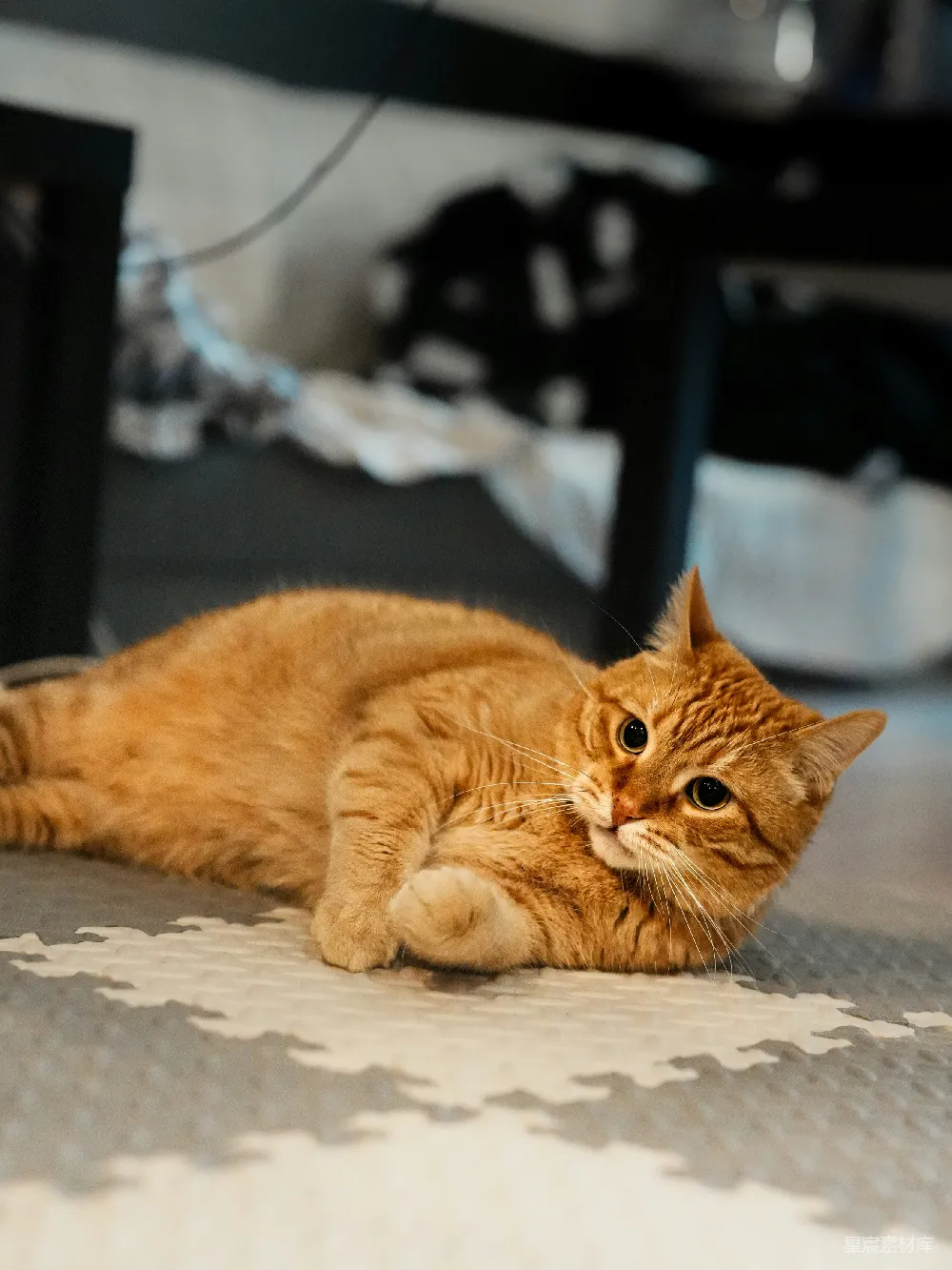高清摄影  一只橙色的猫正躺在有图案的垫子上。