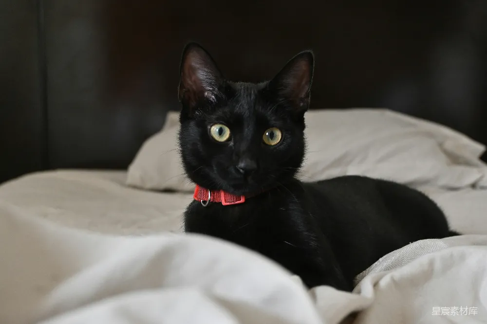 高清摄影  有一只戴着红色项圈的黑猫在一张白床上休息。