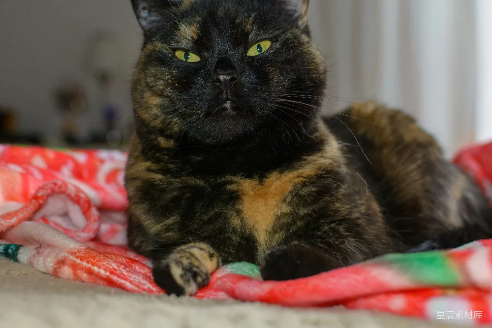 高清摄影  一只绿眼的玳瑁猫躺在毯子上。