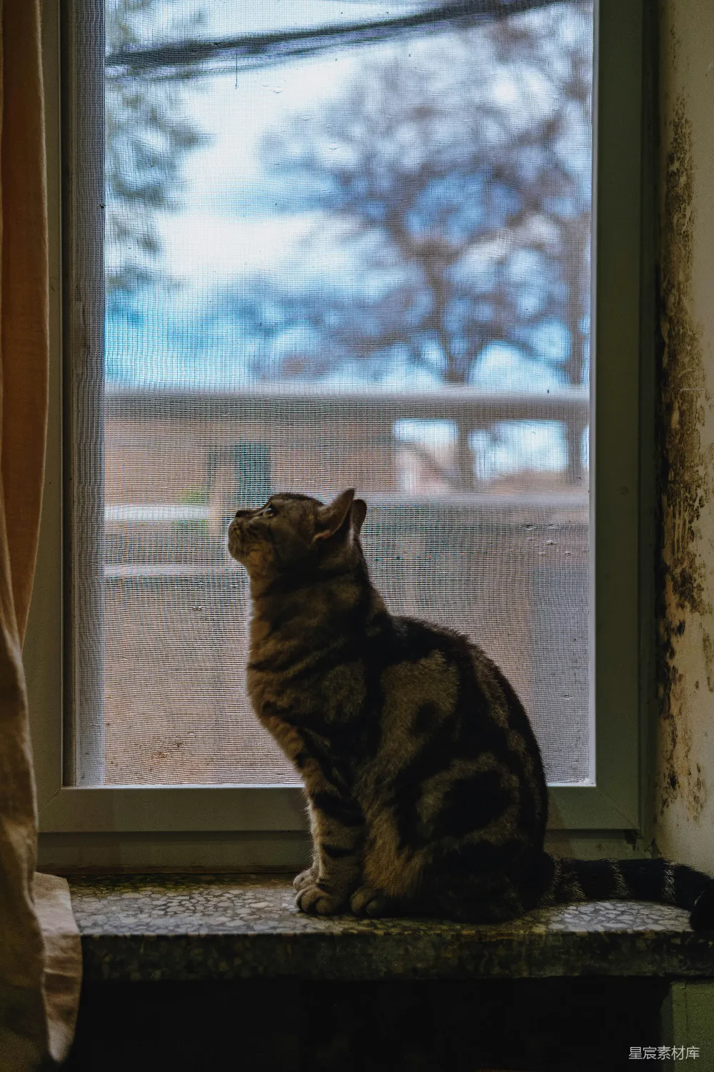高清摄影  一只虎斑猫坐在窗台上，抬头看。