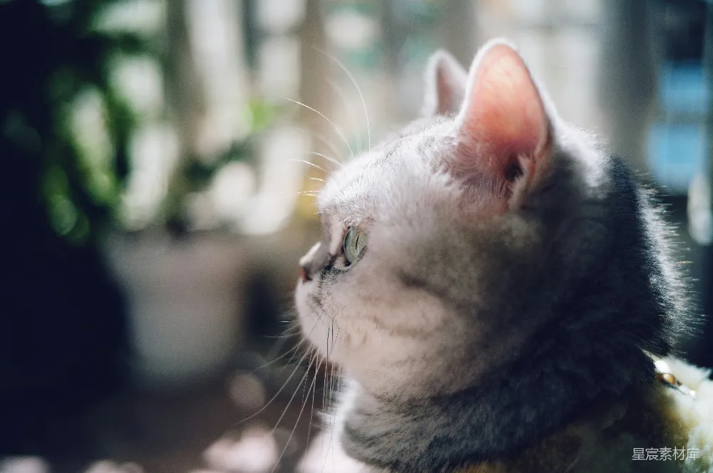 高清摄影  一只猫沐浴在阳光下，凝视远方。