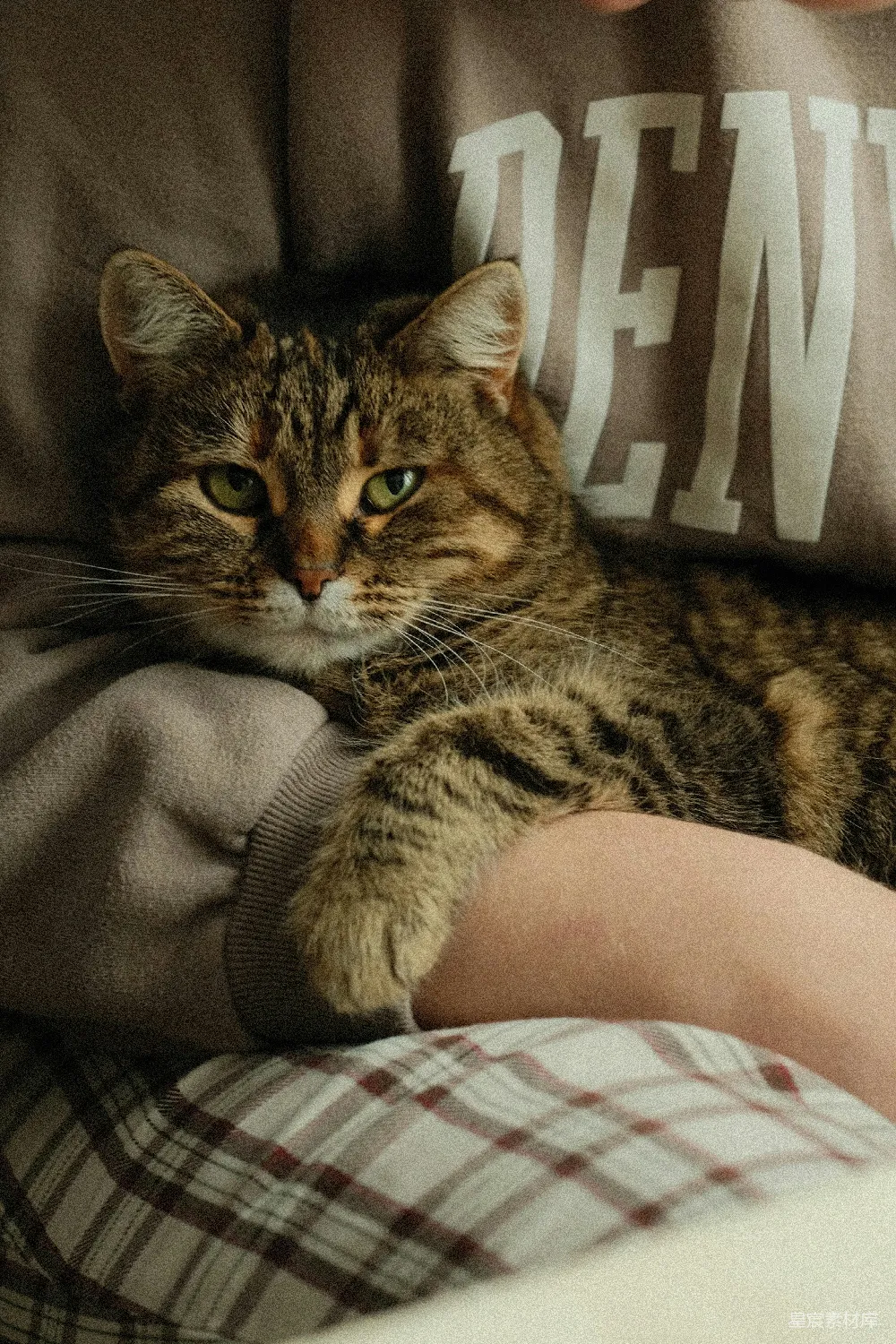 高清摄影  一只虎斑猫舒适地躺在某人的怀里。