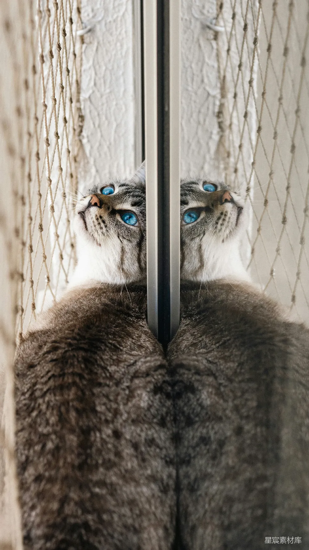 高清摄影  一只蓝眼睛很引人注目的虎斑猫抬头看。
