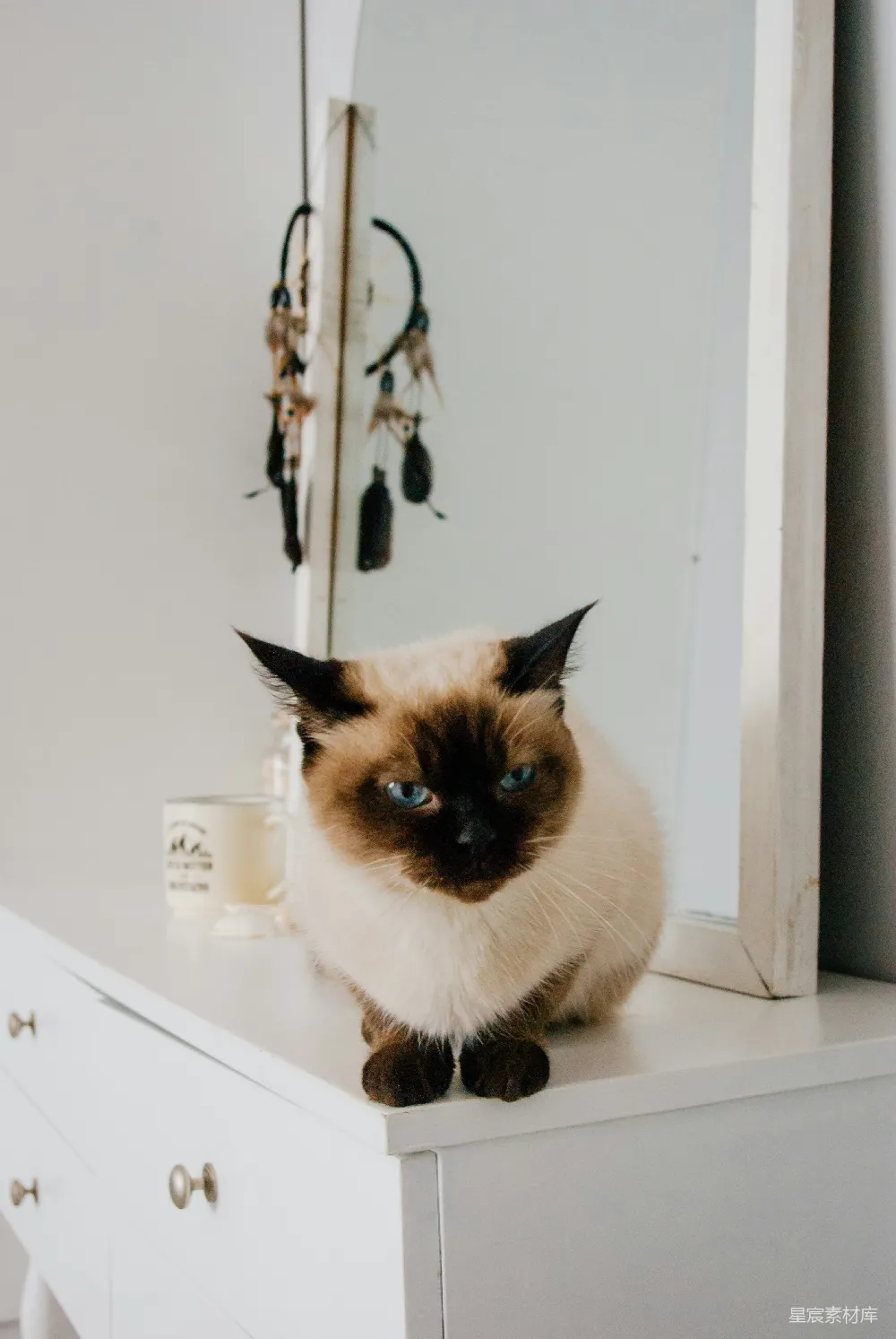 高清摄影  一只白棕相间的猫坐在白色的木制架子上