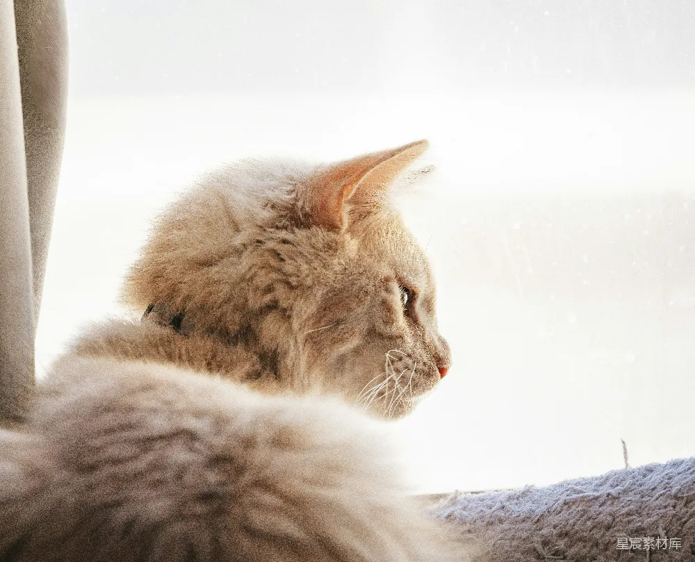 高清摄影  一只蓬松的猫正从窗户向外看。