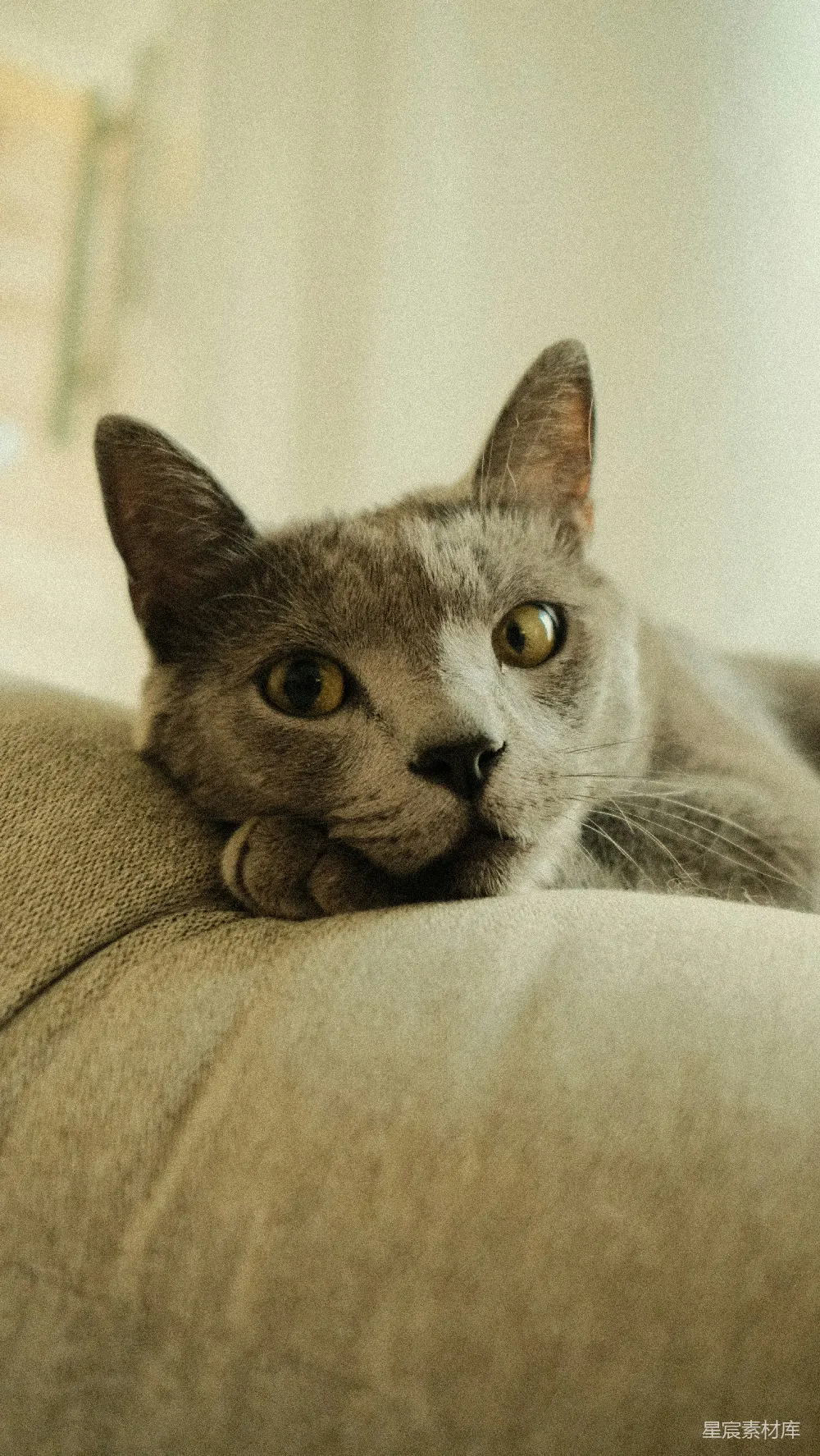 高清摄影  一只灰猫，眼睛是黄色的，正躺在一个米色的垫子上。