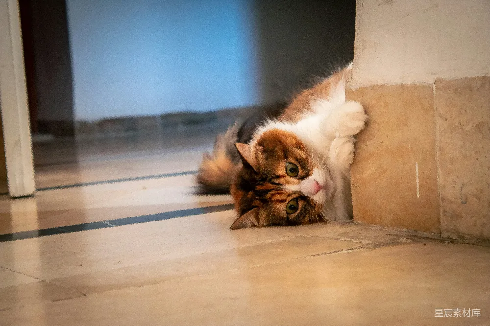 高清摄影  一只花猫从角落里探出头来。