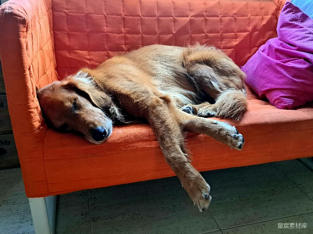 高清摄影  金毛寻回犬在橙色沙发上睡觉。