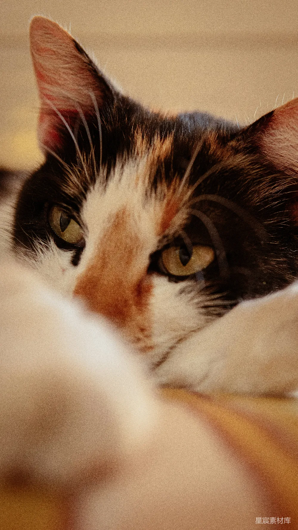 高清摄影  一只花猫把头放在爪子上休息。
