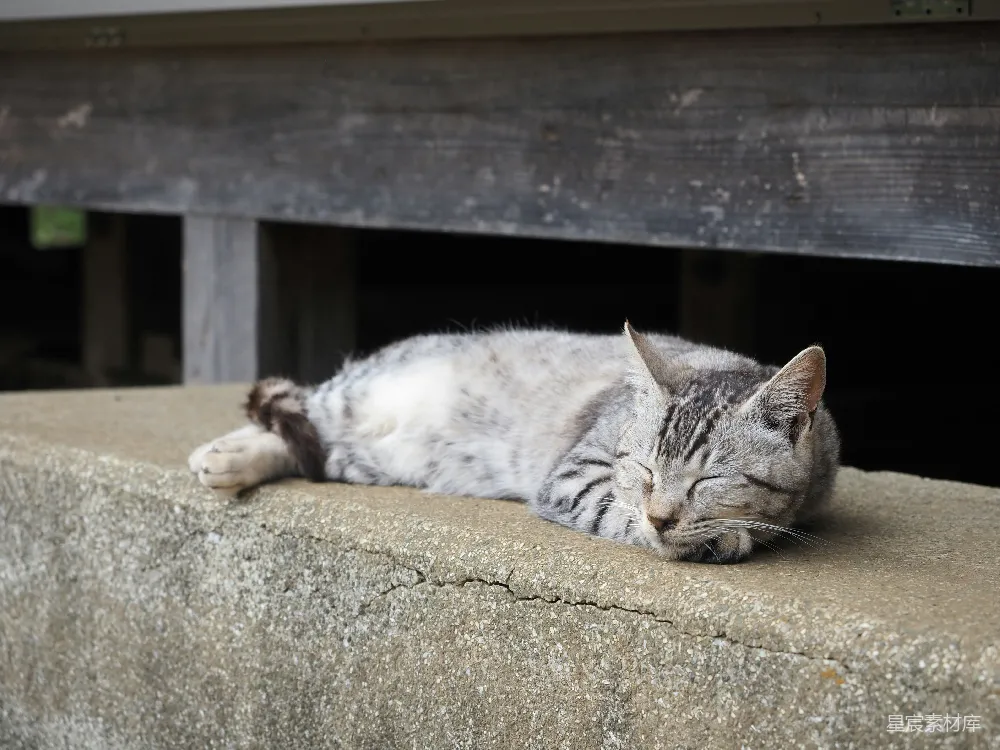 高清摄影  一只虎斑猫在混凝土台子上睡觉。