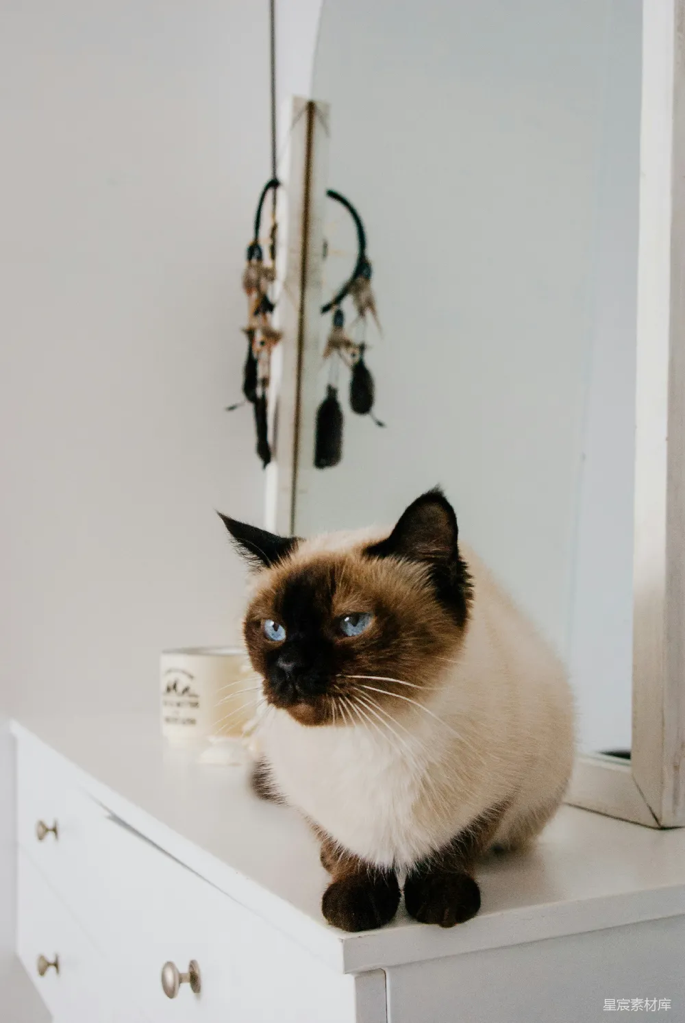 高清摄影  一只黑白相间的猫在白色桌子上