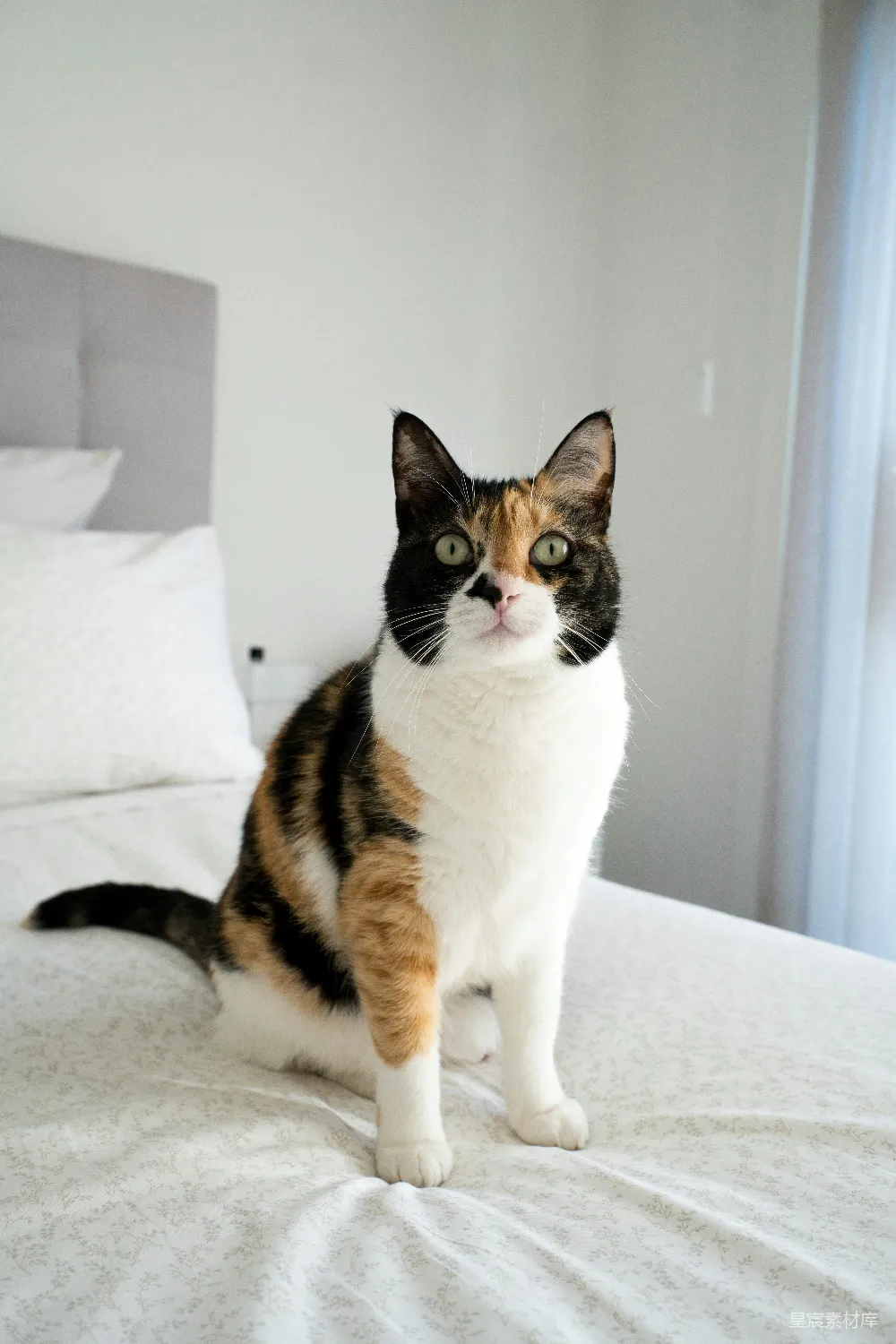 高清摄影  一只花猫坐在床上。