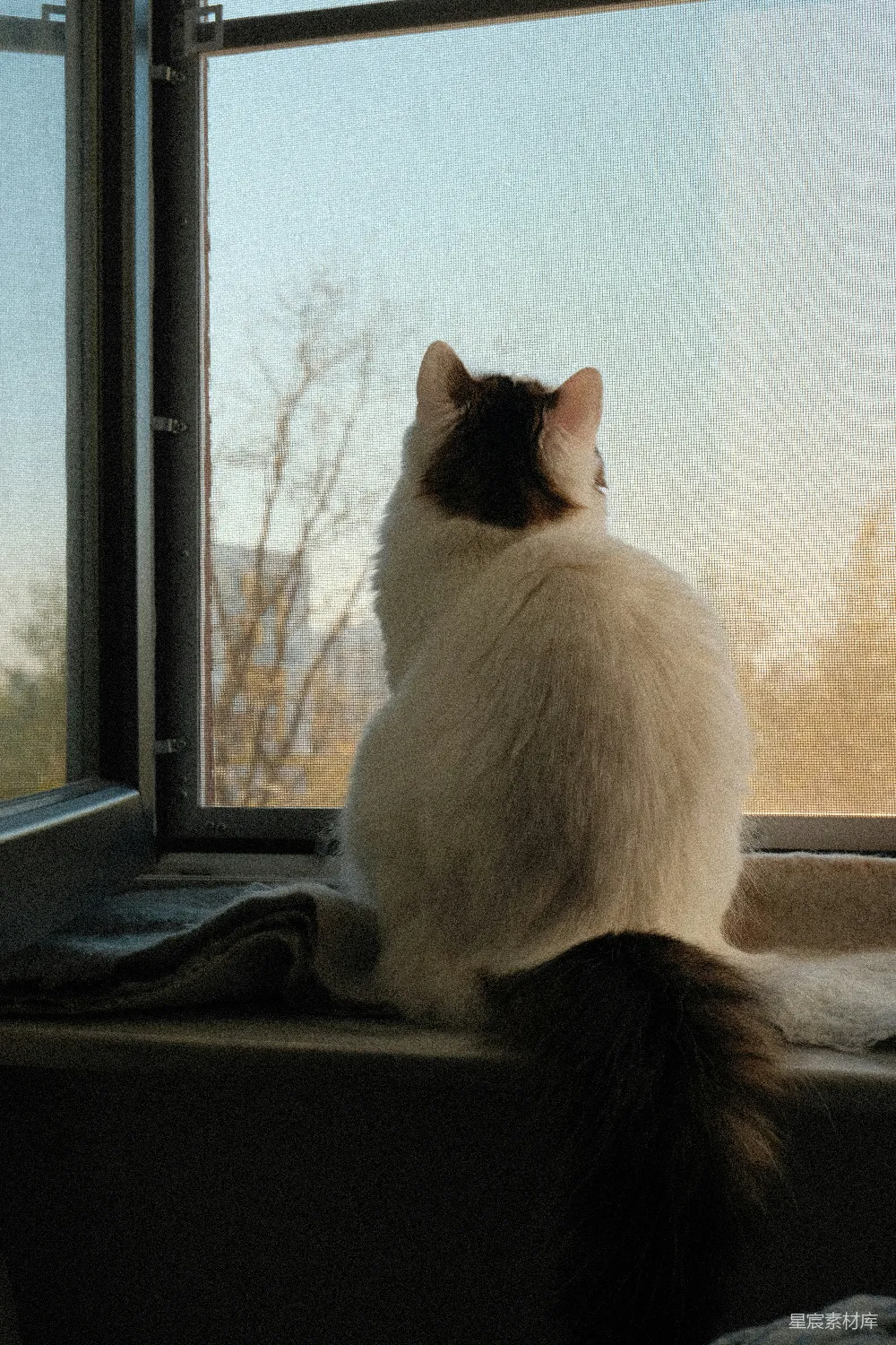 高清摄影  毛茸茸的猫坐在窗台上，望着窗外。