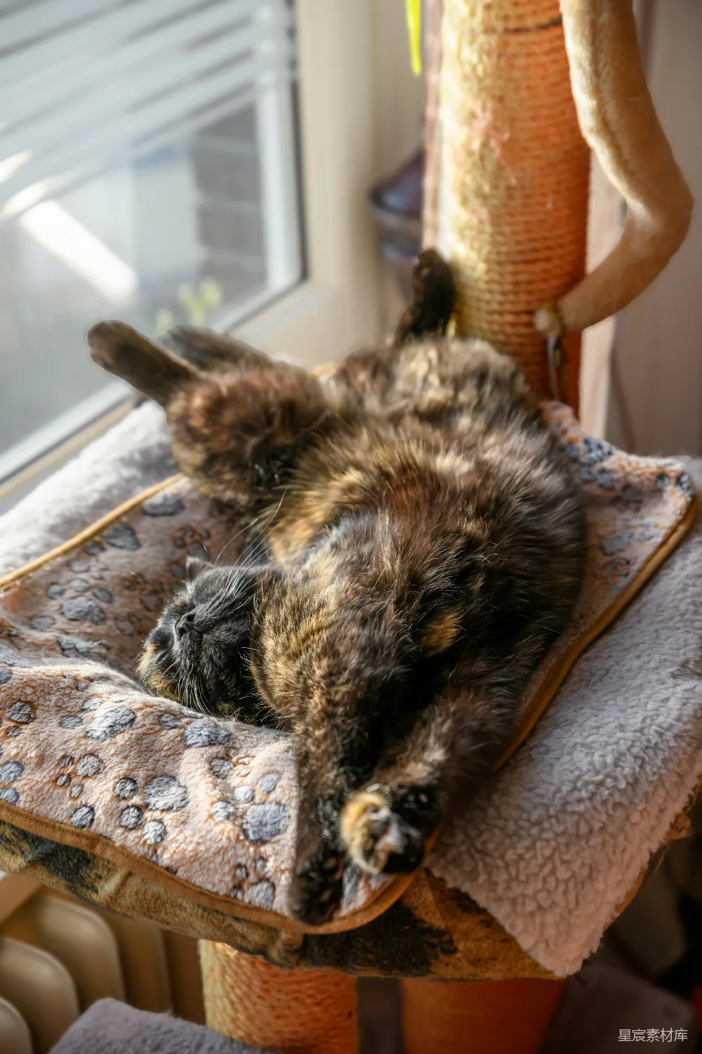 高清摄影  一只玳瑁猫睡在磨爪柱上。