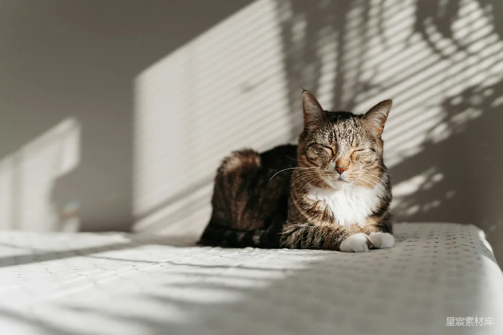 高清摄影  一只花猫在百叶窗附近的阳光下休息。
