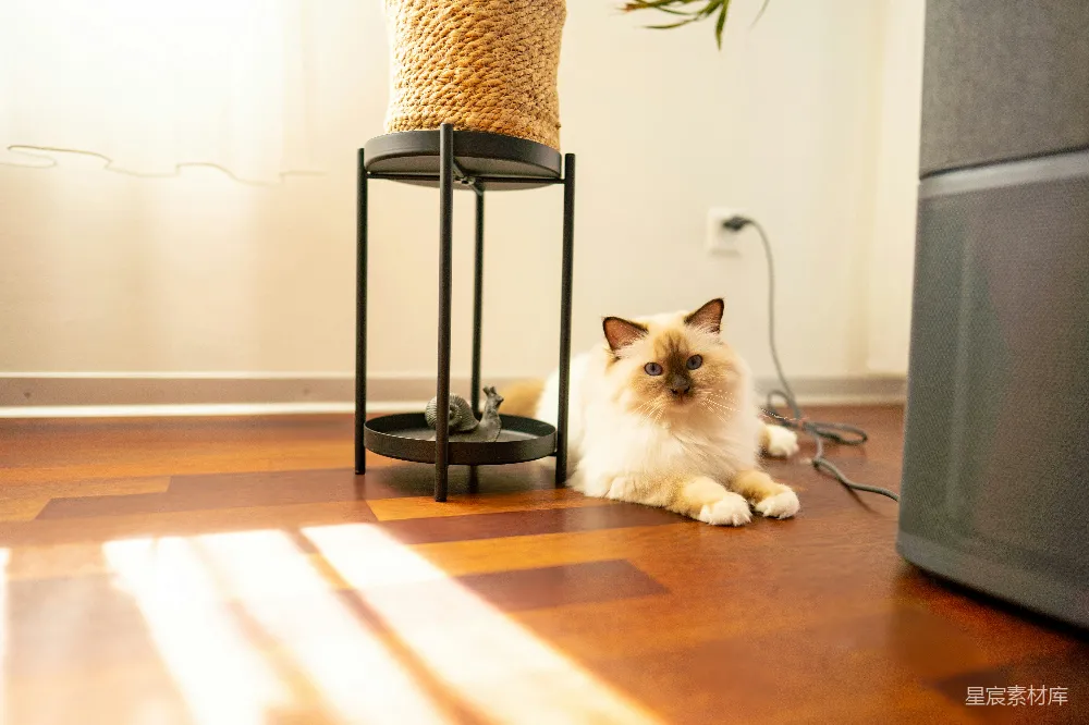 高清摄影  一只蓬松的猫静静地躺在磨光的木地板上。