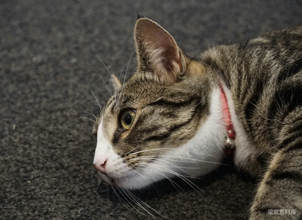 高清摄影  一只戴着粉红色项圈的虎斑猫躺了下来。