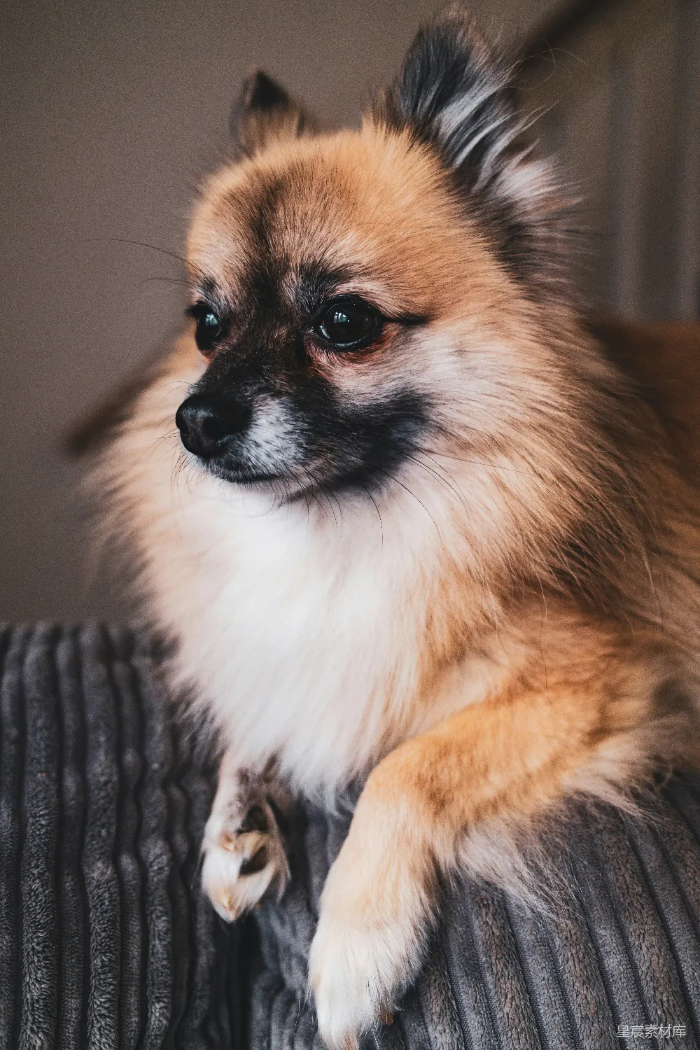 高清摄影  一只蓬松的博美犬正趴在沙发上休息。