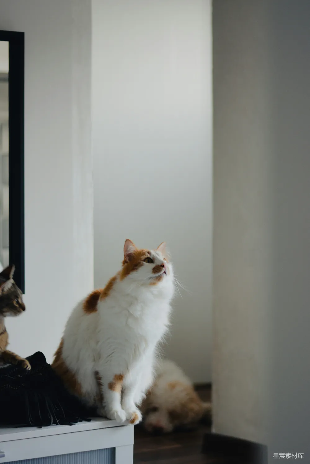 高清摄影  一只蓬松的猫坐在白色表面上，抬头看着。