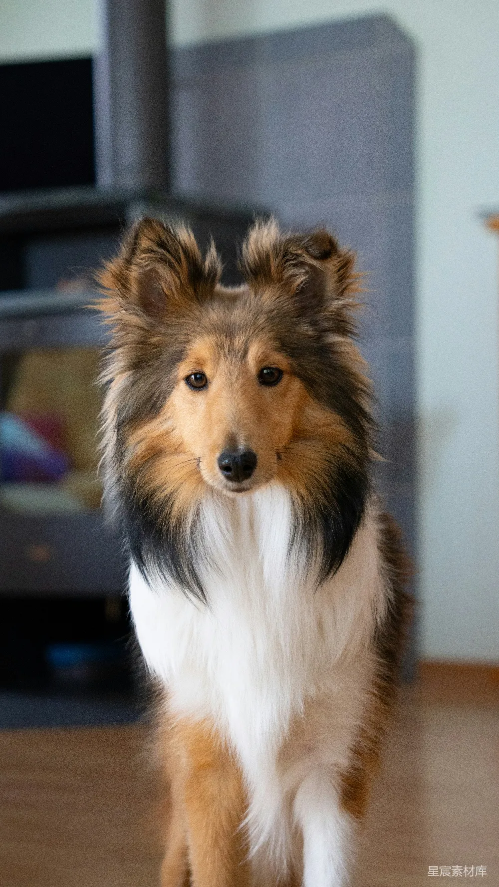 高清摄影  一只设尔兰牧羊犬正在往室内看。