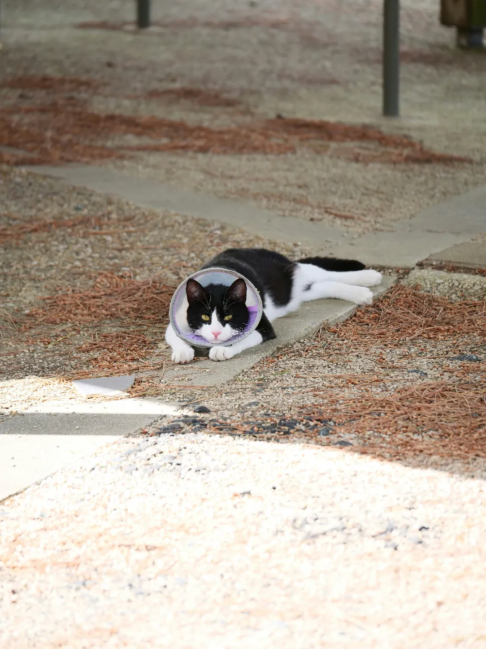 高清摄影  戴着锥形项圈的猫躺在地上。