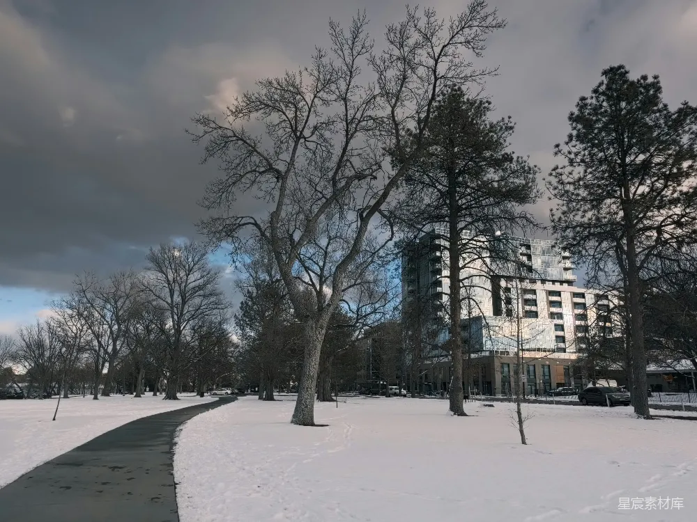 高清摄影  雪地公园里光秃秃的树木和一座建筑。