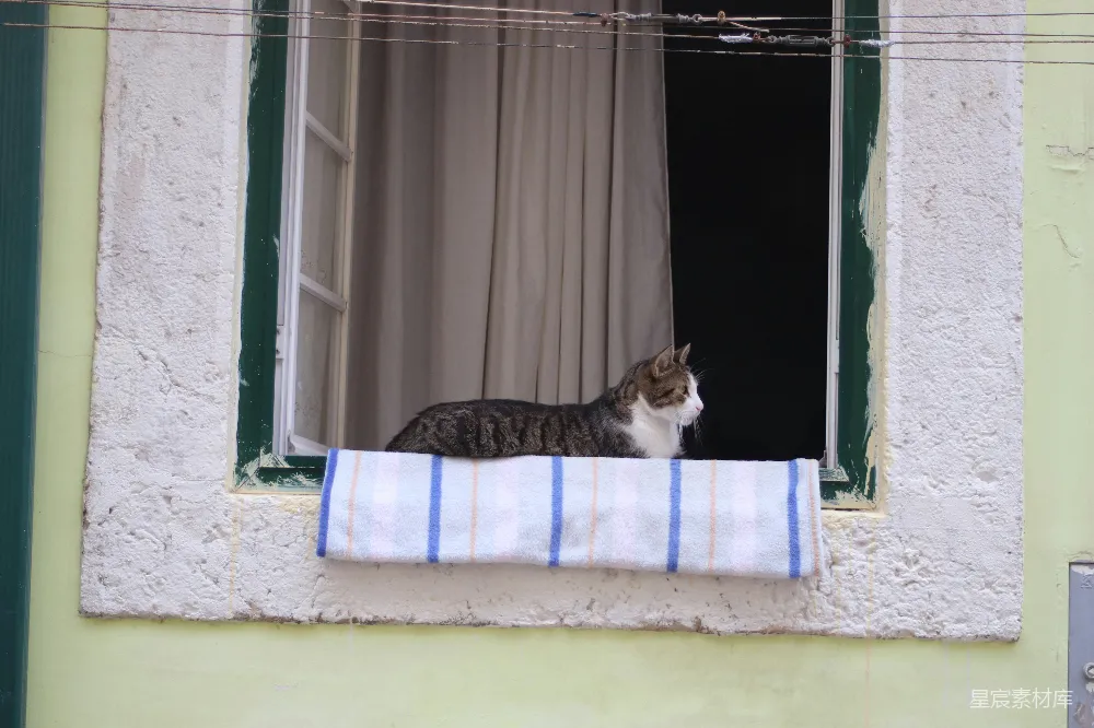 高清摄影  一只虎斑猫正躺在窗台上。