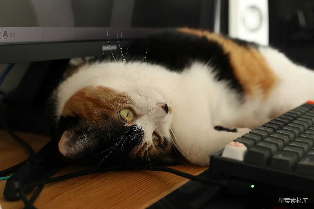 高清摄影  一只花猫正靠在电脑键盘旁边。