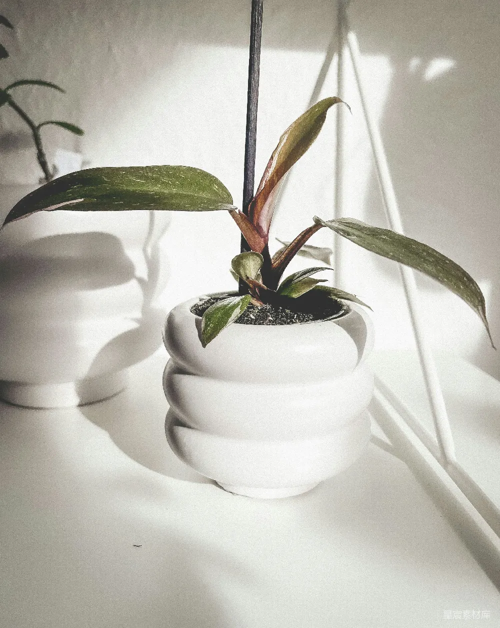 高清摄影  一盆植物放在白色桌子上