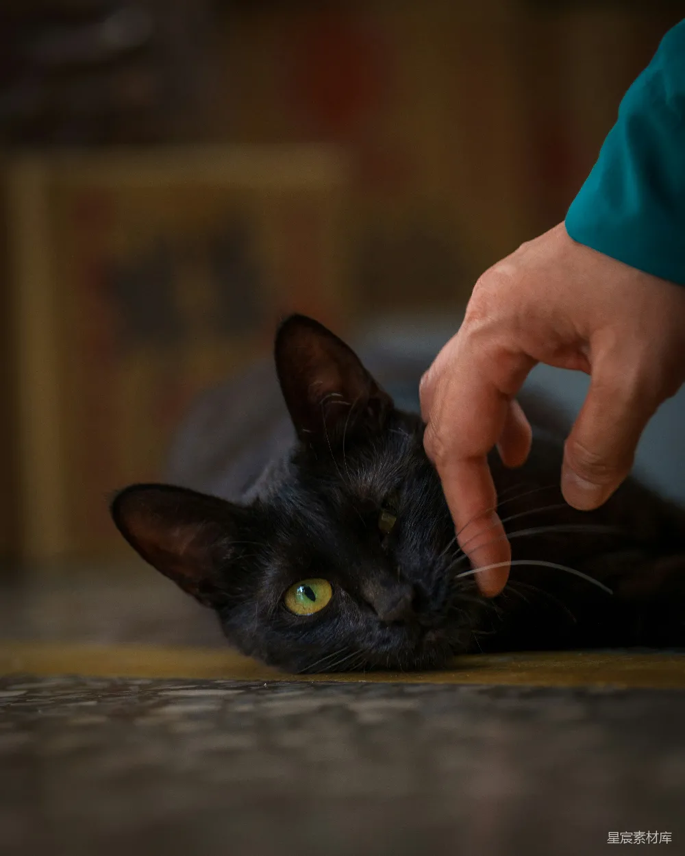高清摄影  一只手抚摸着一只绿眼睛的黑猫。