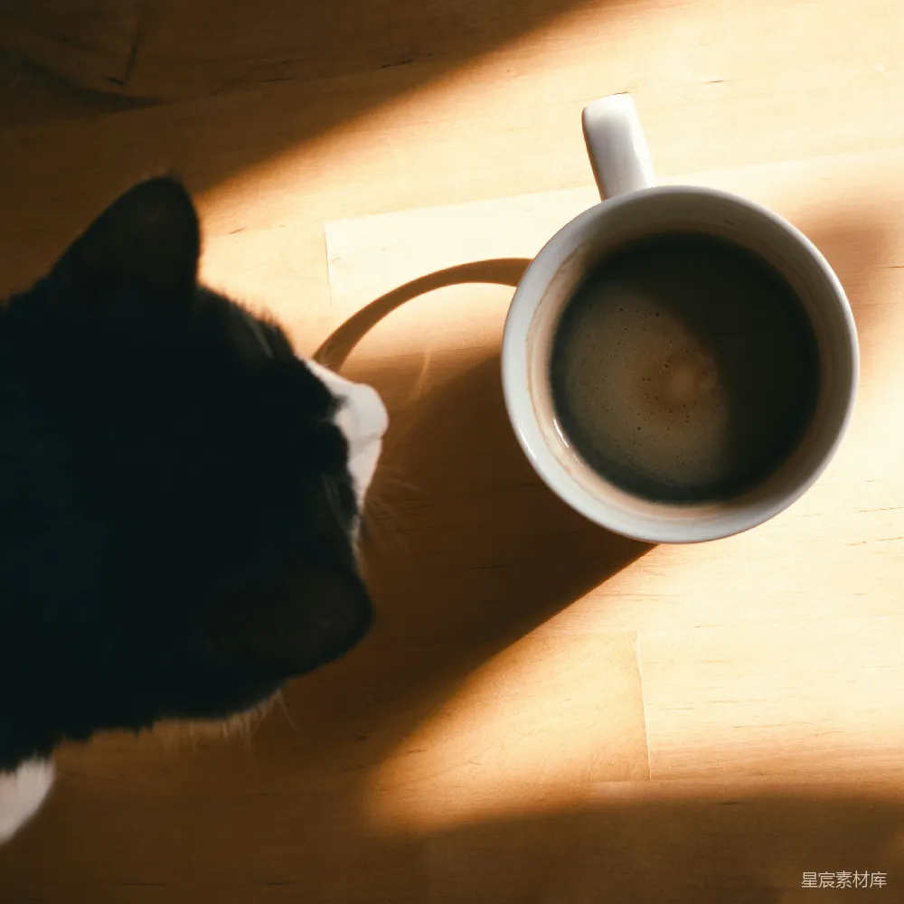 高清摄影  一只黑白相间的猫看着一个咖啡杯。